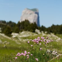 Arméria près de Jas-Neuf