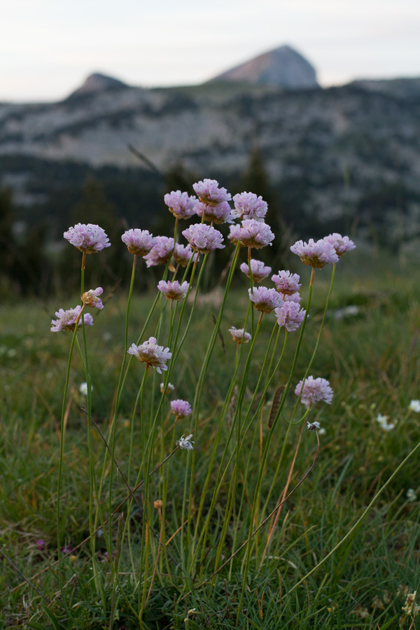 Arméria au coucher du soleil