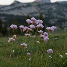 Arméria au coucher du soleil