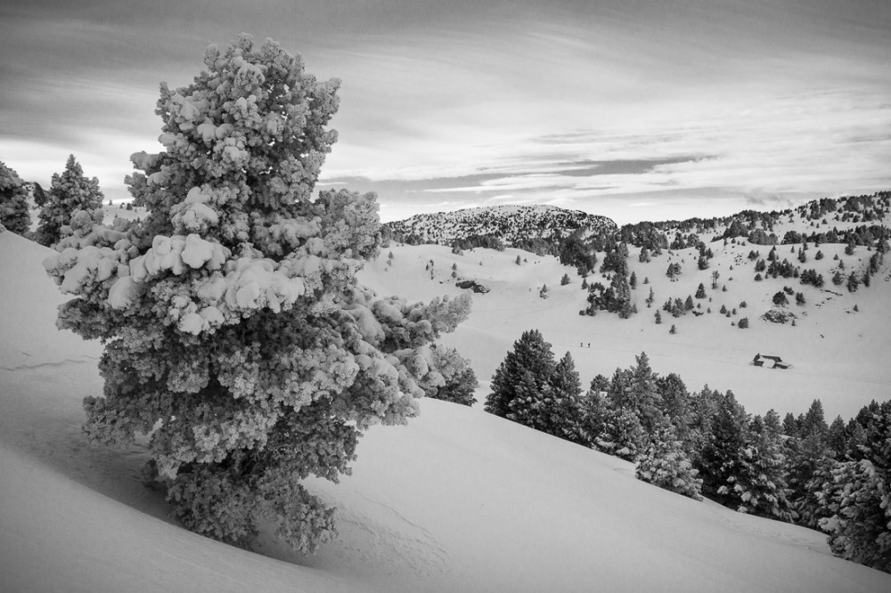 Sapin enneigé vers le refuge de Chaumailloux