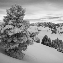 Sapin enneigé vers le refuge de Chaumailloux