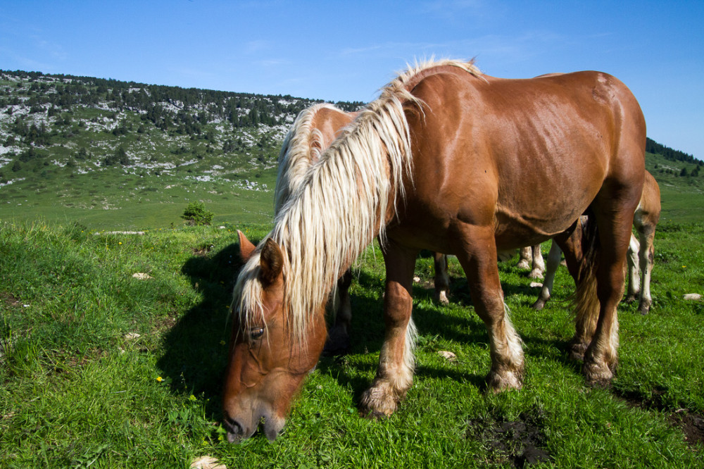Chevaux dans les alpages