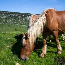 Chevaux dans les alpages