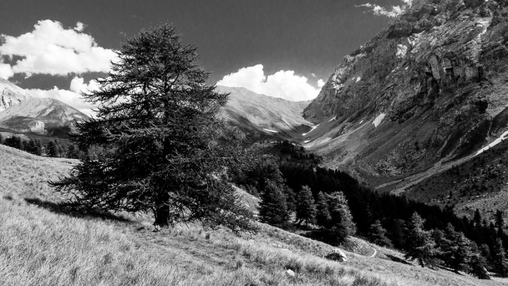 Vallon de Plate Lombarde II