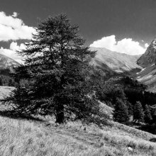 Vallon de Plate Lombarde II