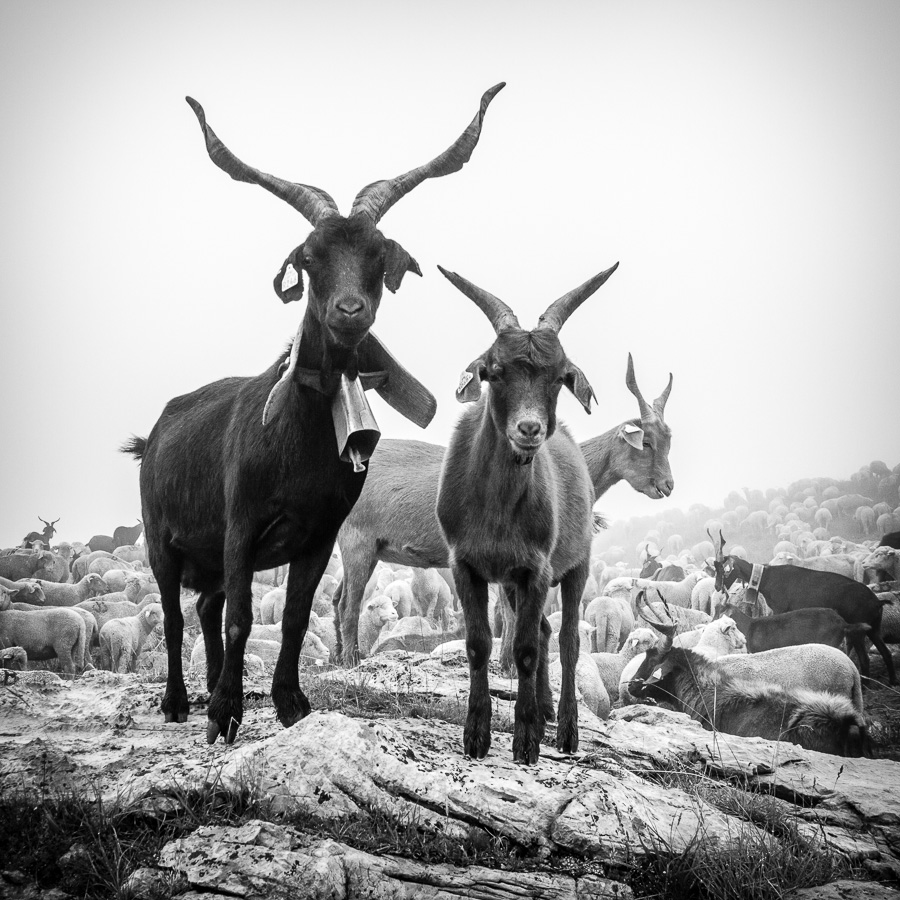 Chèvres dans la Clarée