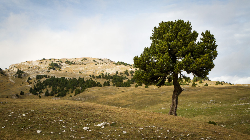 Pin près de la cabane de l'Essaure