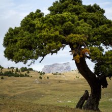 Pin près de la cabane de l'Essaure II