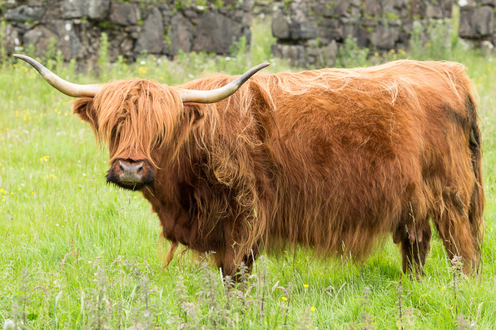 Vache Highland