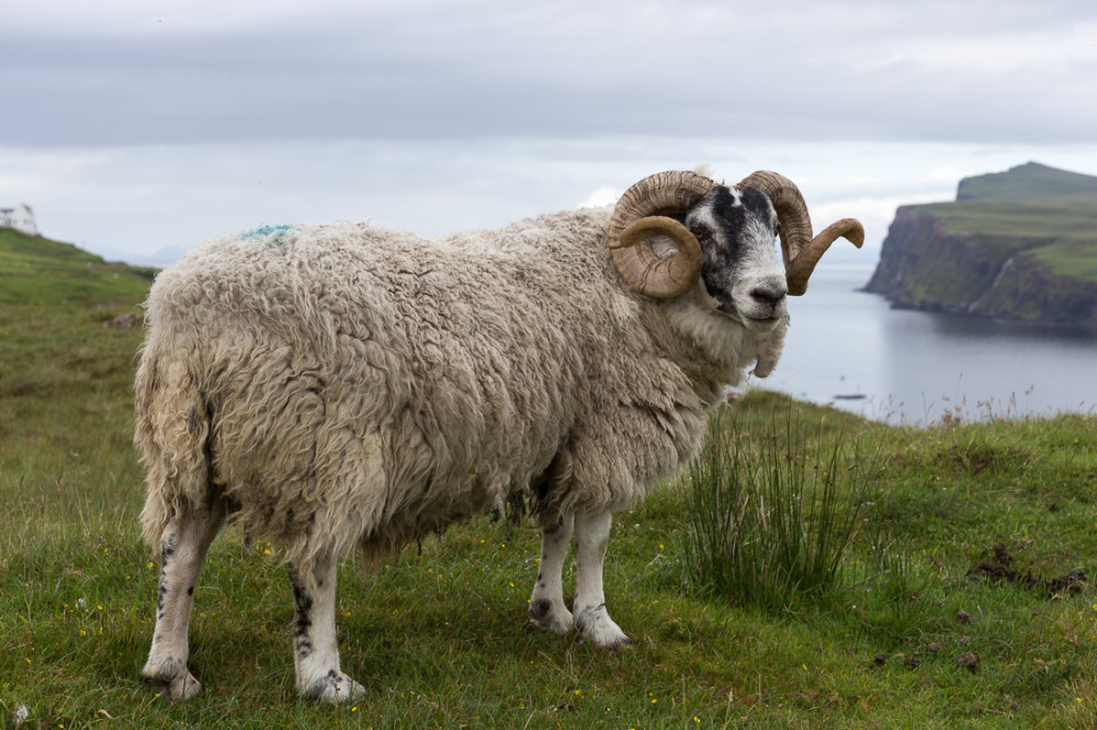 Black Head Sheep