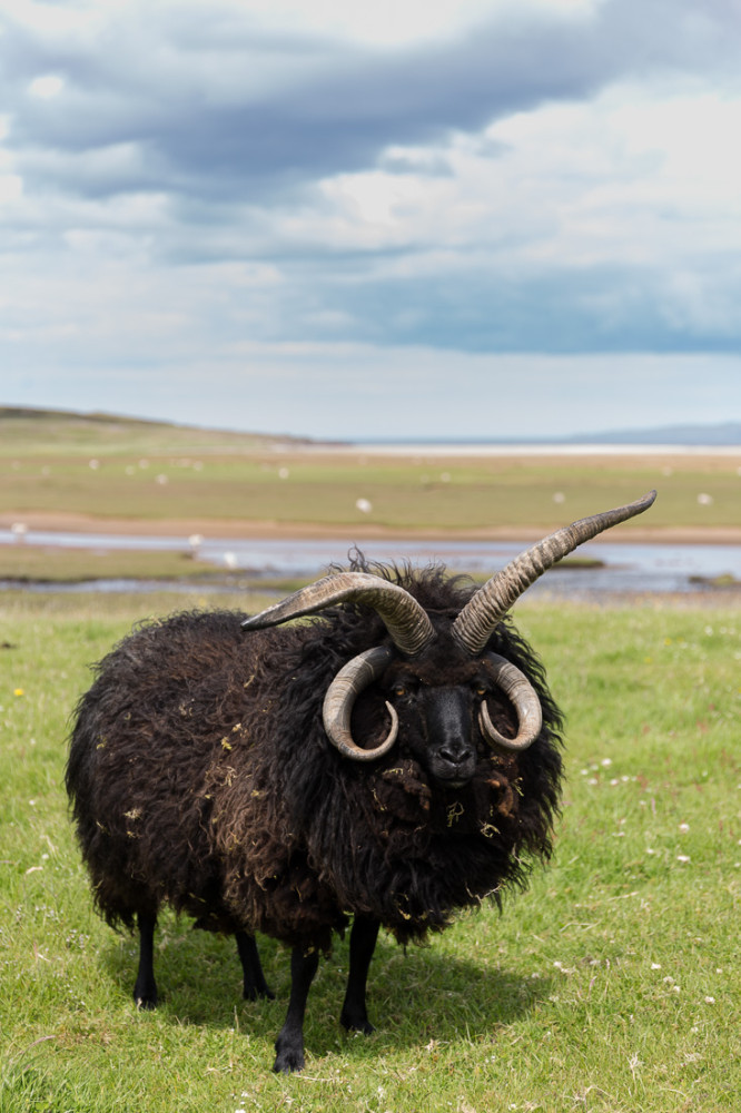 Black Sheep