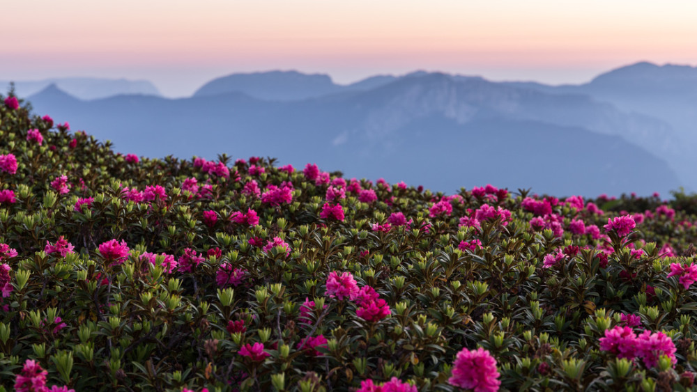 Rhododendrons