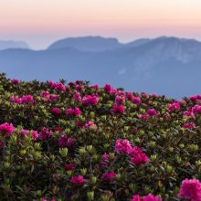 Rhododendrons