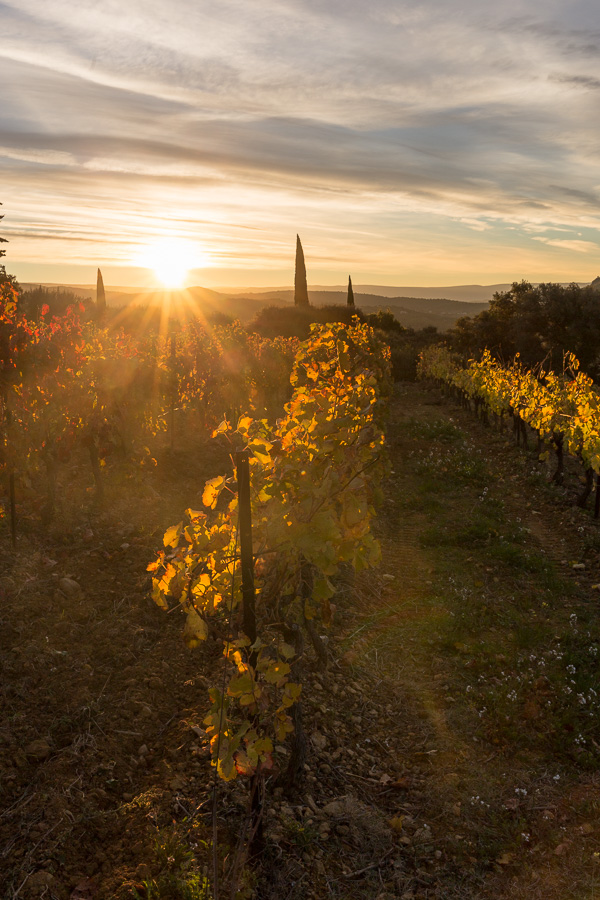 Vignes rousses