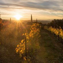 Vignes rousses