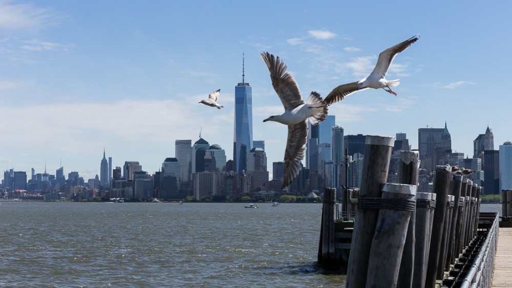 Birds playing with Sky Line