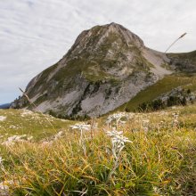 Edelweiss au pied du Grand Veymont