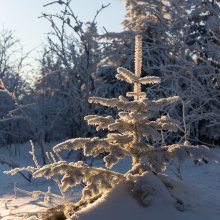 Sapin dans un rai de lumière